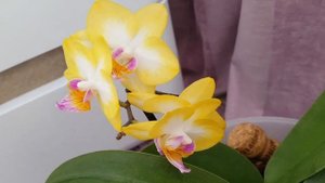 Phalaenopsis Yen Shuai Sweet Girl Shiny Girl Орхидея Сладкая Блестящая девочка | orchid фаленопсис