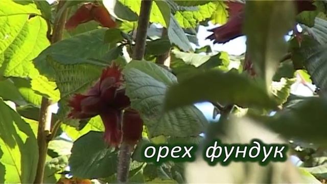 Cаженцы плодово ягодных культур krylovich.by смотреть онлайн