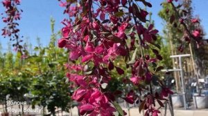 Яблоня `Royal Beauty`