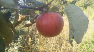 Описание летнего сорта груши Августовская роса и яблони Жигулевское.