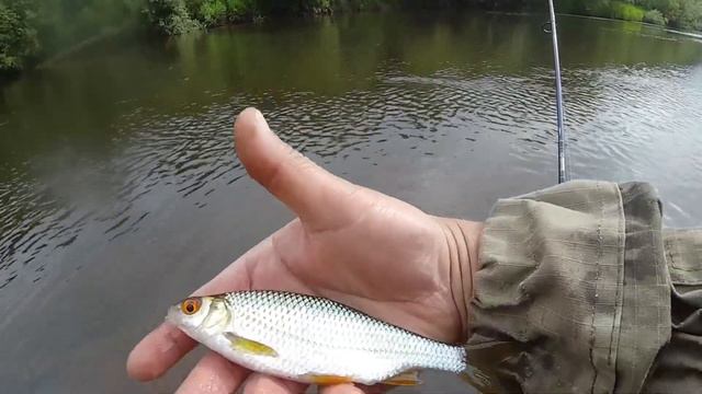 Плотва на блесну. Река Белая. смотреть онлайн