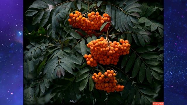 Анна Ахматова "Я научилась просто, мудро жить", читает Елена Асеева смотреть онлайн