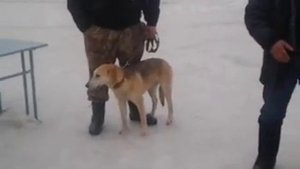 Выставка русские гончие