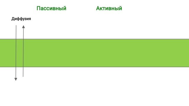 Мембрана клетки смотреть онлайн