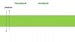 Мембрана клетки