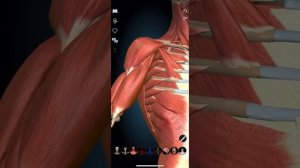 Мышцы груди (поверхностные и глубокие) + точки прикрепления