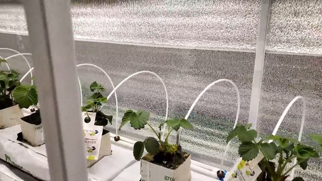 ЗАЩИТА КЛУБНИКИ БЕЗ СРОКА ОЖИДАНИЯ (БИОЛОГИЧЕСКАЯ ЗАЩИТА РАСТЕНИЙ) + ОПЫЛЕНИЕ ШМЕЛЯМИ + СО2 смотреть онлайн