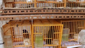 #2 ЧТО ПОСМОТРЕТЬ В ГОНКОНГЕ? | Птичий рынок Гонконга | Рынок птиц | Bird Market Hong Kong