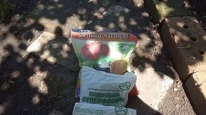 Чем обработать виноград после цветения ( 3-я обработка ). Чем удобрить виноград после цветения.