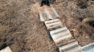 #Натаска#молодой#таксы , арчи. 4 месяца# в норе # на кроля#