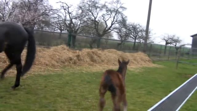 Java's foal first time out смотреть онлайн