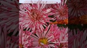 "ХРИЗАНТЕМЫ"  фото - вернисаж от Натальи Ромашки