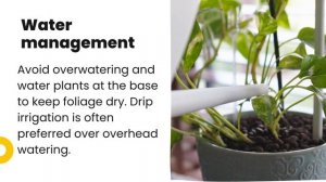 Botrytis Blight Understanding, Prevention, and Control