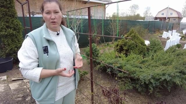Клематисы открыли - что дальше. 5 важных шагов  для пробуждения клематисов третьей группы весной