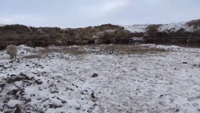 Готовлюсь к подаркам! плохо без соломы! Скот Шароле в описании. смотреть онлайн