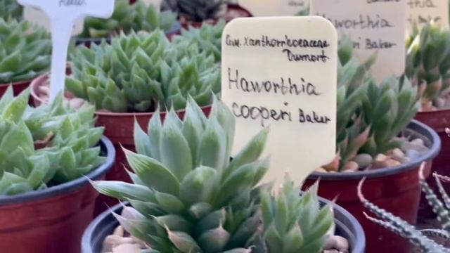 Ботанический сад Беларуси впервые показал закрытый коллекционный фонд смотреть онлайн