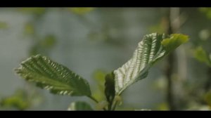 Cергей Одинцов  У РЕКИ КАЛИНА Новинка 2022 .