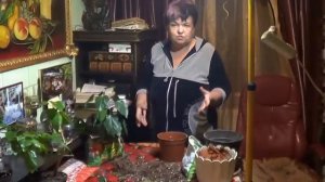Гибискус( Китайская Роза). Пересадка Гибискуса. Как Размножать Гибискус