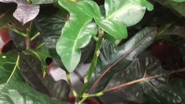 Кротон ВЕЛИКОЛЕПИЕ ВАШЕГО ДОМА !!! смотреть онлайн