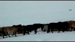 Якутские лошади весной