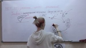 Жизненные циклы растений: Многоклеточные водоросли - Ульва