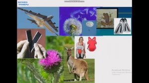 26 БИОНИКА ПРИМЕРЫ БЛИНОВ ОГУРЦОВ