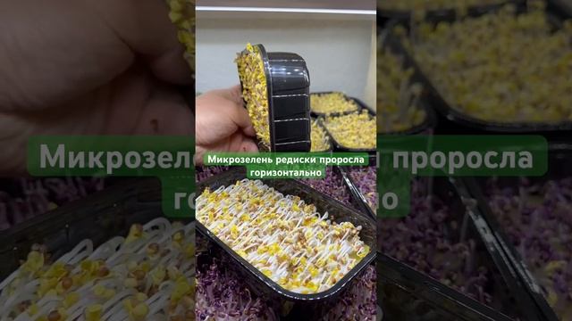 Необычные всходы семян редиски #микрозелень