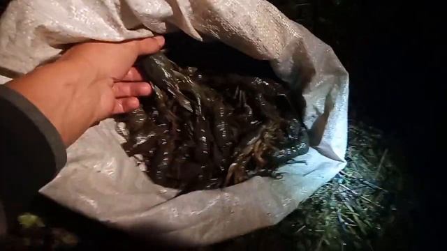 Столько раков я еще не ловил летом! Ловля раков ночью с фонарем на раколовки! смотреть онлайн