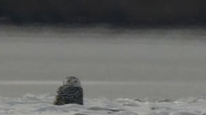 Snowy Owl Christmas Day