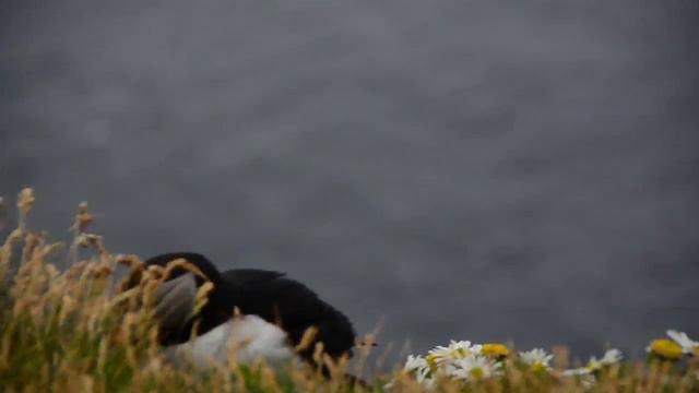 Исландские тупики на Латрабьярге смотреть онлайн