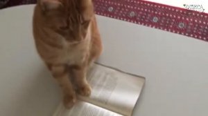 ЧУДЕСА АЛЛАХА КОТОРЫЕ ПОРАЗЯТ ВАС! КОШКА НЕ НАСТУПАЕТ НА КОРАН 2020