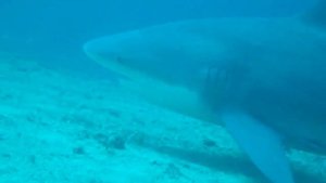 Бычьи акулы на Кубе - Bull Sharks Feeding in Cuba
