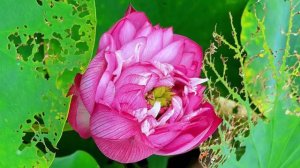 Gazebo - I Like Chopin (classic version) / 1 hour music