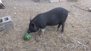 ПЕРВЫЙ АРБУЗик для животных. РЕАКЦИЯ свиней и коз