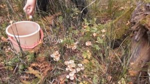 Опята.Сбор опят.Мечта грибника