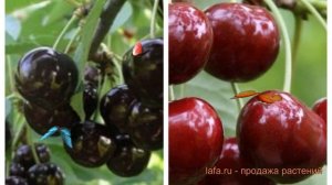 Черешня плодовая Ленинградская черная-Ипуть ? обзор: как сажать, саженцы черешни