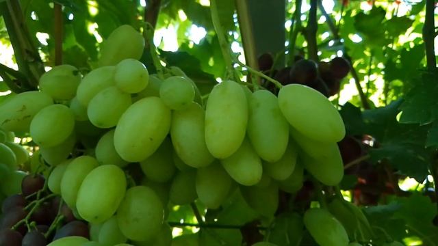 АЙВЕНГО И БЕЛАЯ АКАЦИЯ! ДВЕ ОЧЕНЬ ДОСТОЙНЫЕ ФОРМЫ!ТЕЛ.+79054033245 WyatsApp и Viber+79528500417. смотреть онлайн