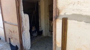 КУРЫ НЕСУШКИ ПОРОДЫ ДОМИНАНТ