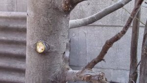 Эксперимент не удался. Способ Прививки Дерева в Ствол