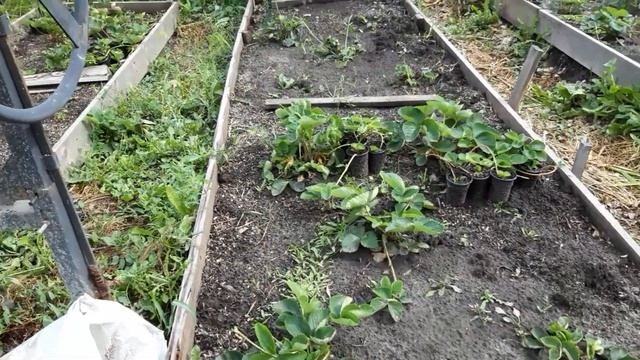 Как мы делаем саженцы земляники.Поездка в Леруа... смотреть онлайн