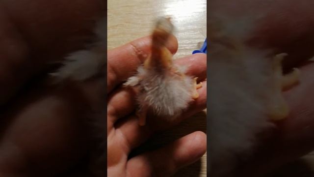 Семь дней жизни отказного птенца какарика смотреть онлайн