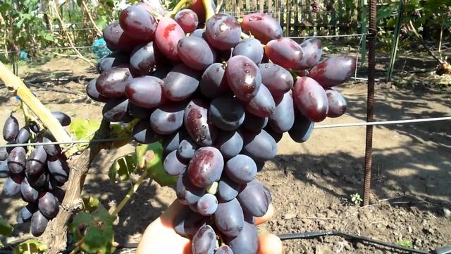 Виноград - Князь Трубецкой . смотреть онлайн