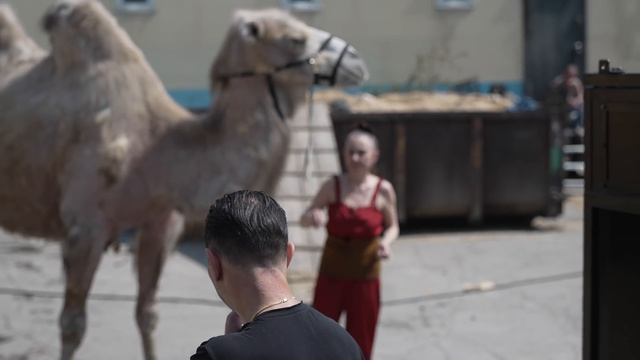ВОТ ЭТО КИНО! Шимпанзе гоняет по двору на самокате :) Дан Запашный и Новости Сегодня
