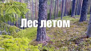 Лес летом.1 час релакса и умиротворения