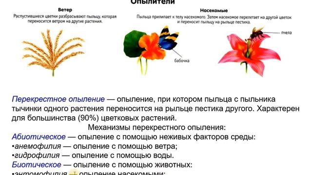 5 Цветок смотреть онлайн