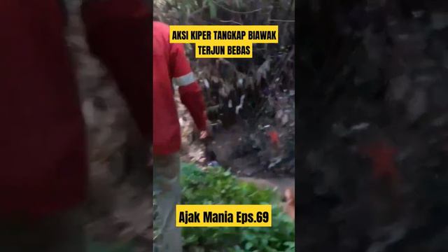 BIAWAK TERJUN BEBAS #viralvideo #viral #biawak #berburu #pubgmobile #beritaterkini #beritaviral