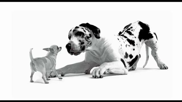 цена сухого корма для собак смотреть онлайн