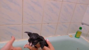 НАШЛИ КОТЕНКА на улице и Спасли