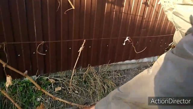 Обрезка винограда. смотреть онлайн