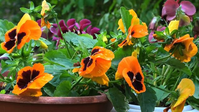 Цветут Анютины глазки. Фиалка трёхцветная смотреть онлайн